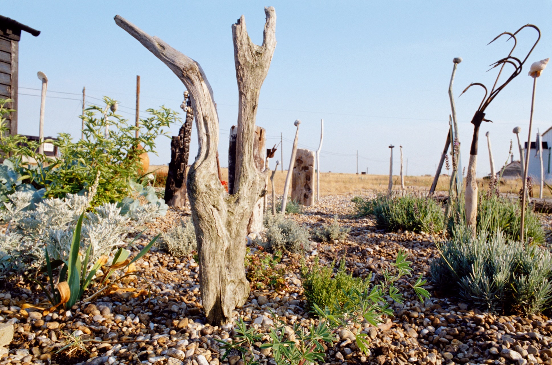 Still from Derek Jarman's The Garden. Sand, plants and trees can be seen.