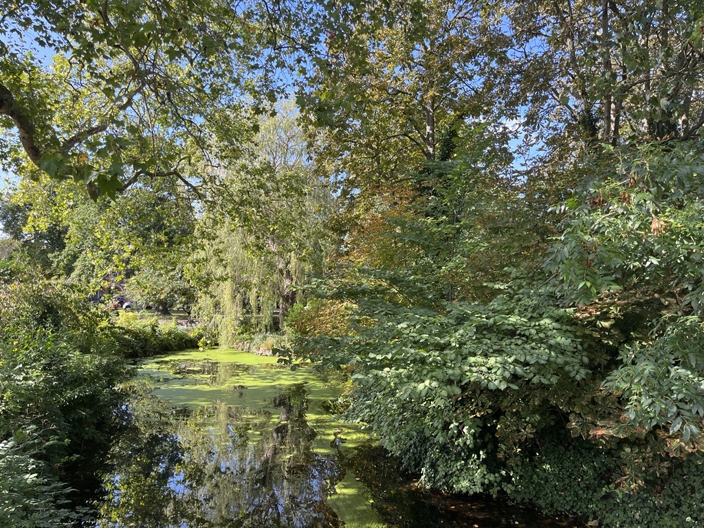 Trees and lake within a forest setting