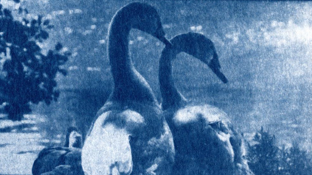 Blue cyanotype image of two swans, with water and trees in background