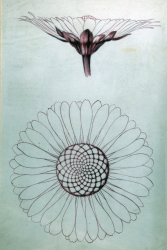 Two drawings of a daisy: a side view above and a top-down view below