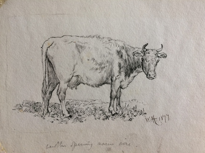 cow