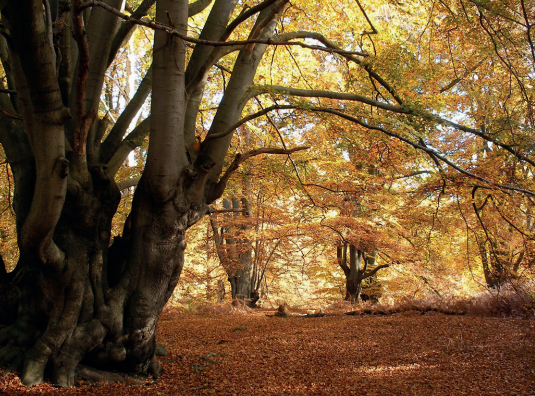 A forest in autumn