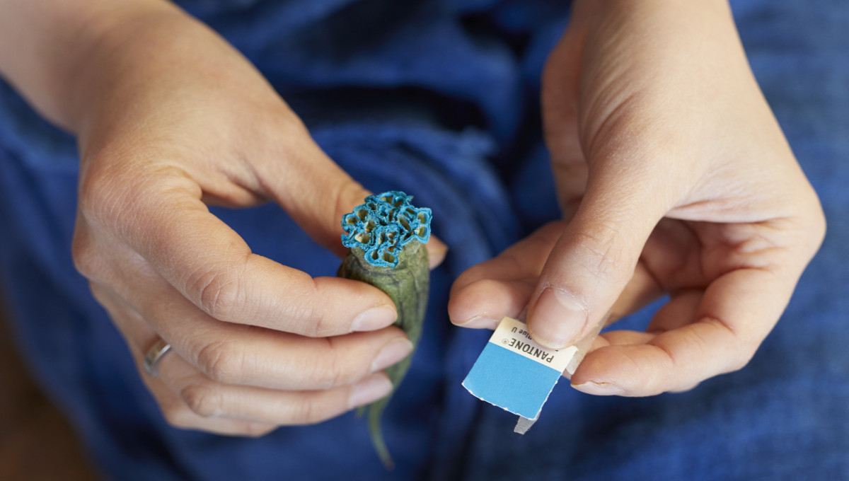 Close up on hands. holding a dried flower with its tip covered in blue paint in one hand. The other hand is holding a Pantone card showing a blue tone