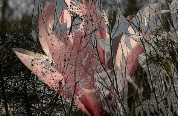 Study of a pink bloom criss crossed by black lines